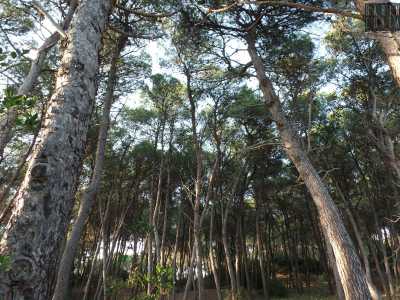 Ci allontaniamo dall'area lacustre, addentrandoci assieme a un gruppetto di turisti in una fresca pineta. Camminando in direzione nord, si respira l'odore della resina...